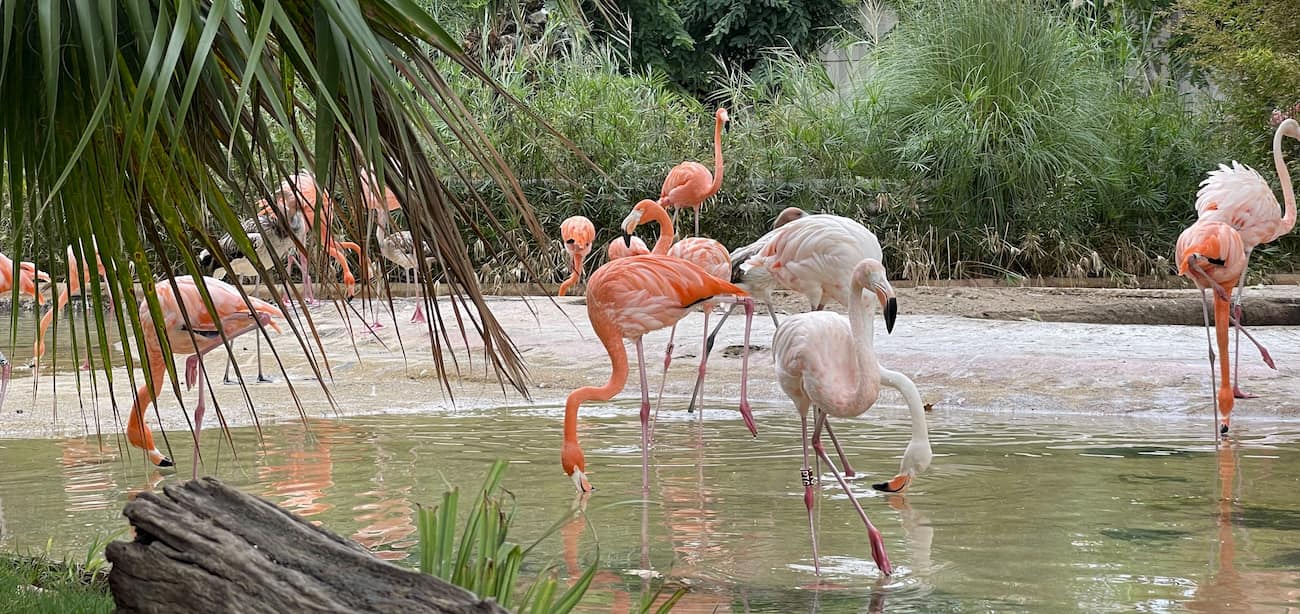 Barcelona Zoo Barcelona Zoo