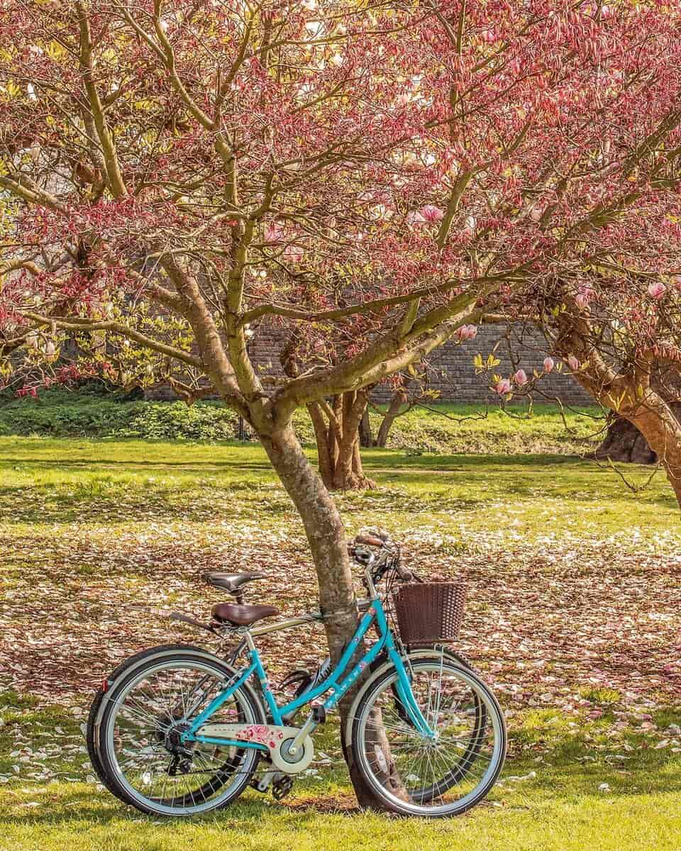 Bute Park, Cardiff
