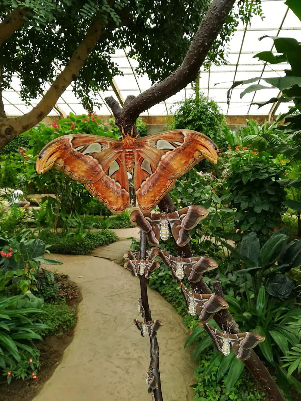 Butterfly, Spain