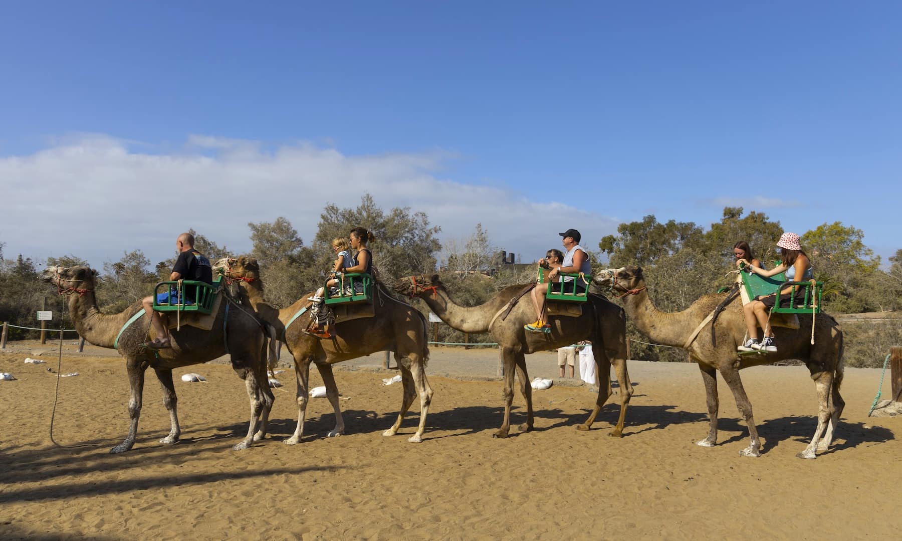 Camel Rides in Maspalomas Camel Rides in Maspalomas