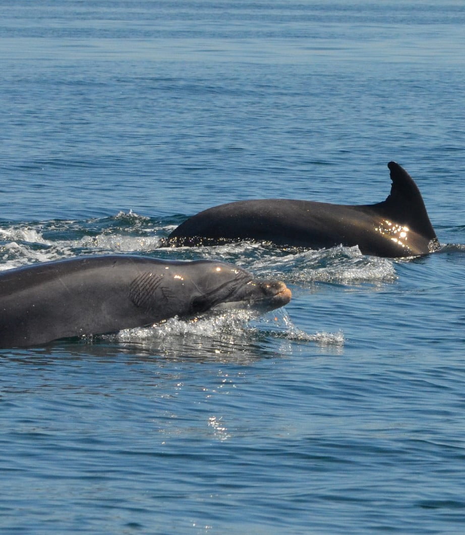 Dolphin Watching