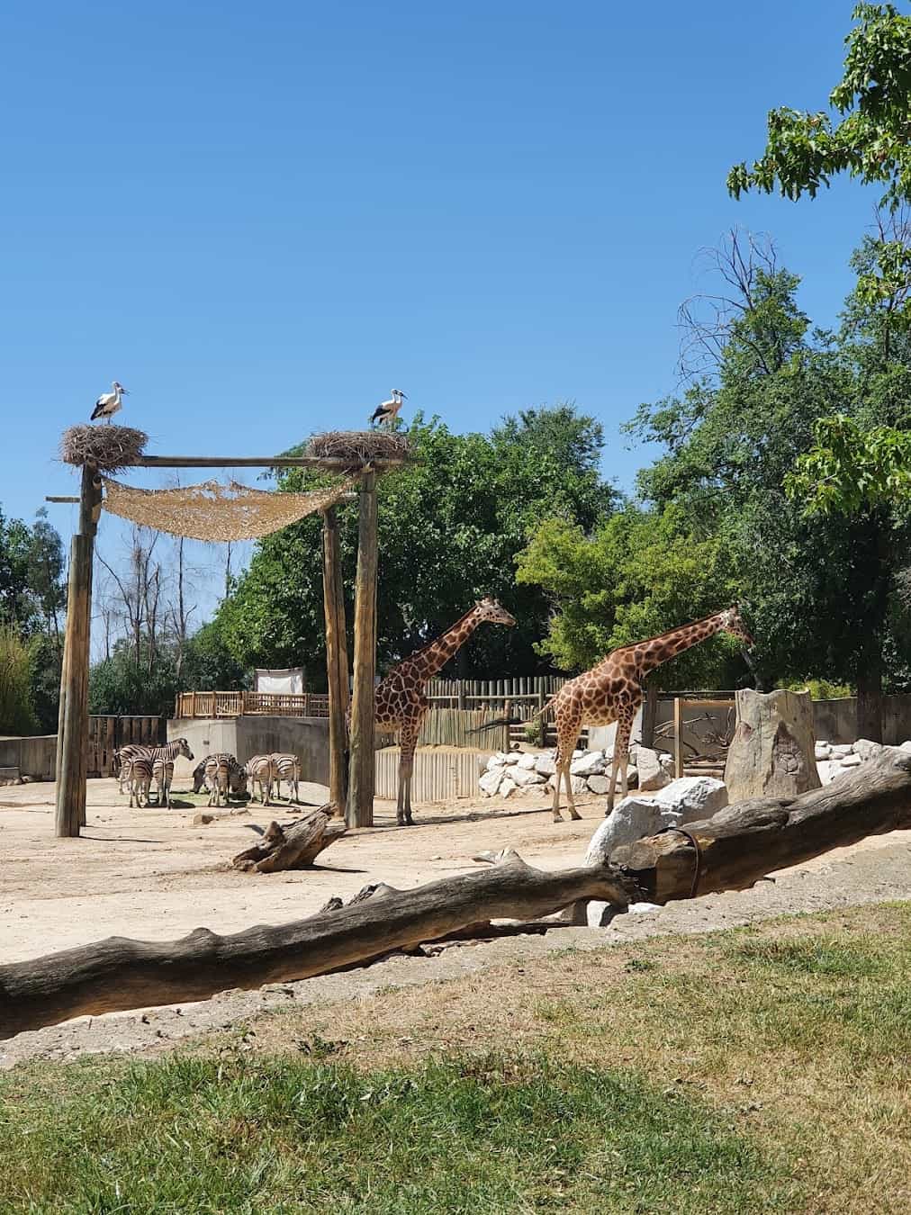 Giraffe, Spain