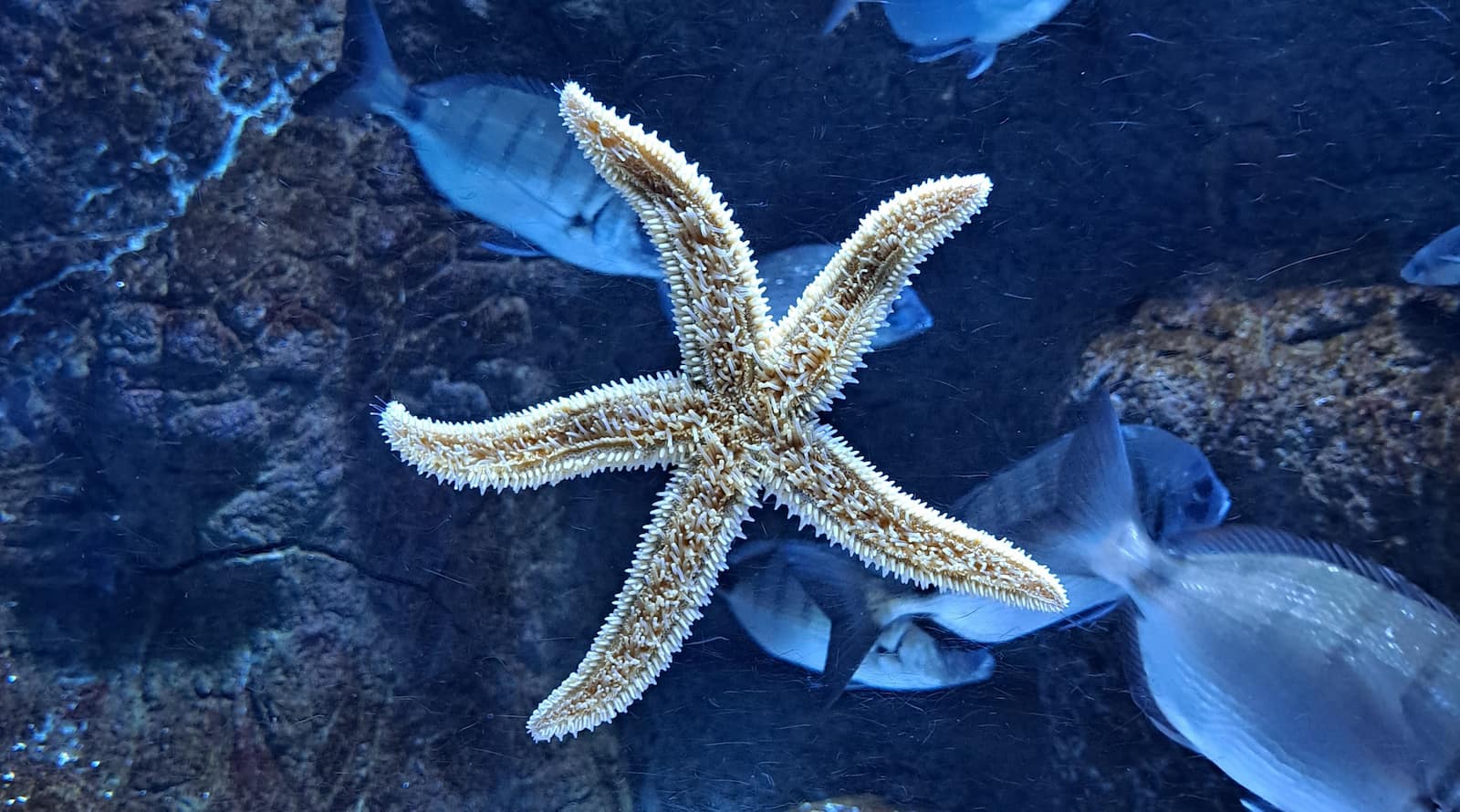 Seville Aquarium