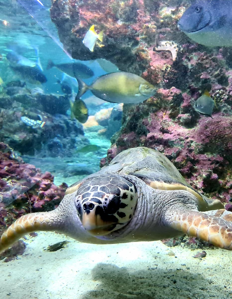 Acquario di Genova