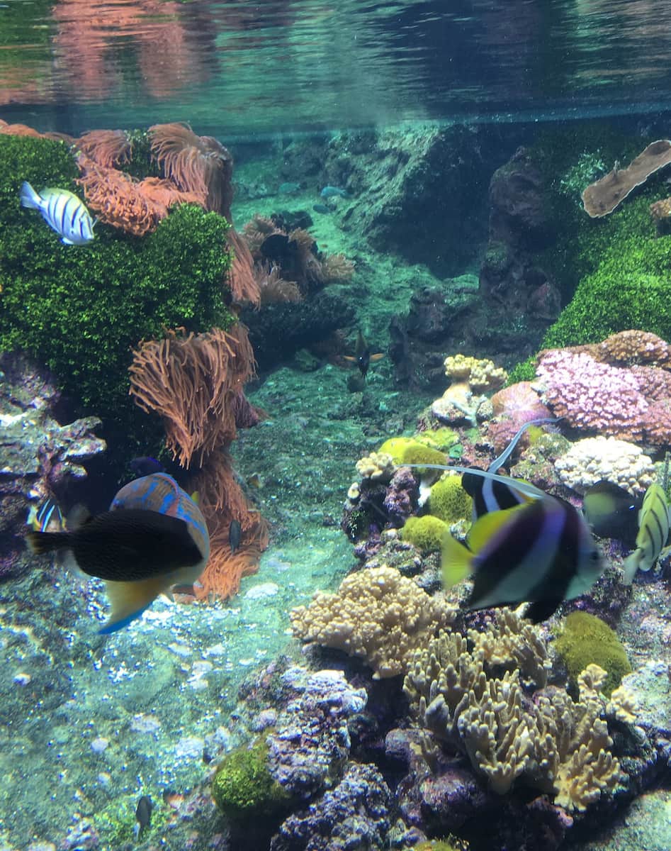 Acquario di Genova