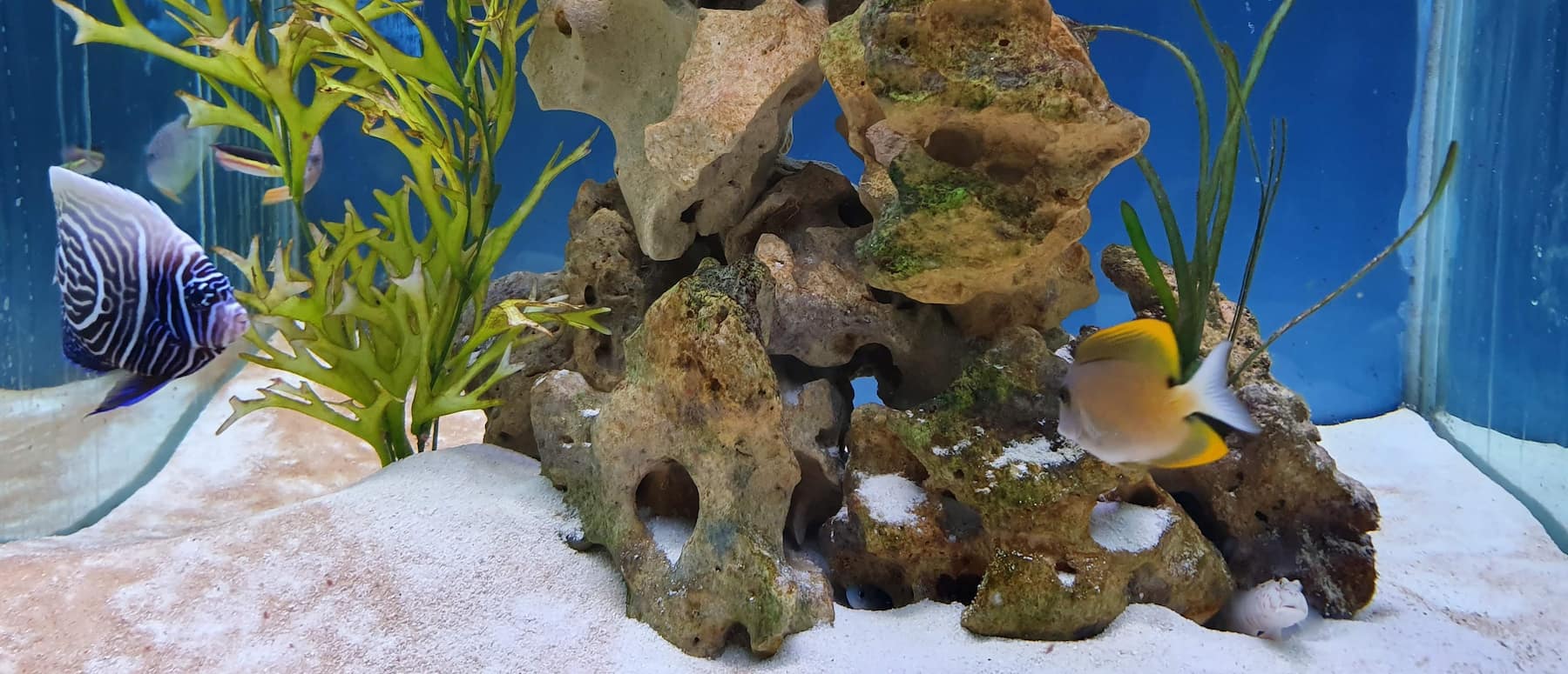 Blue Reef Aquarium