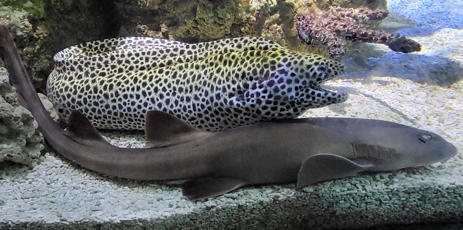 Blue Reef Aquarium
