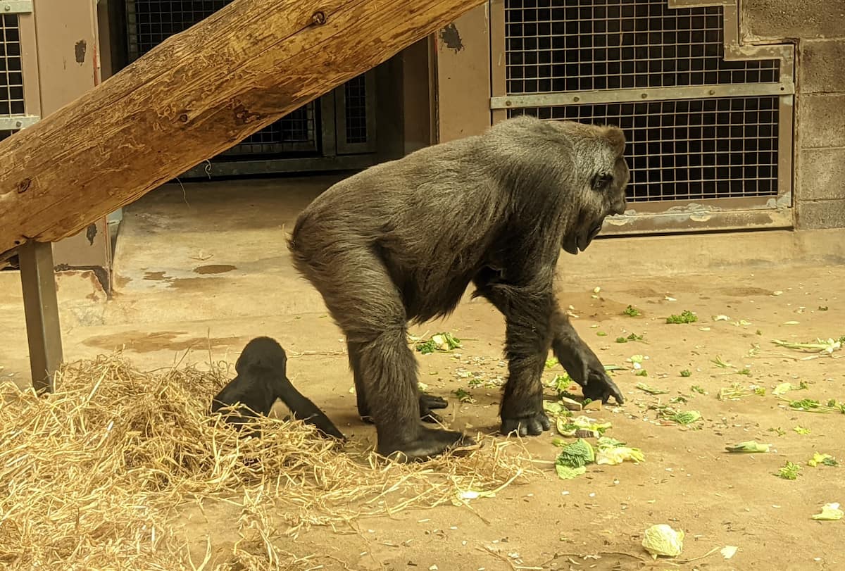 Heidelberg Zoo