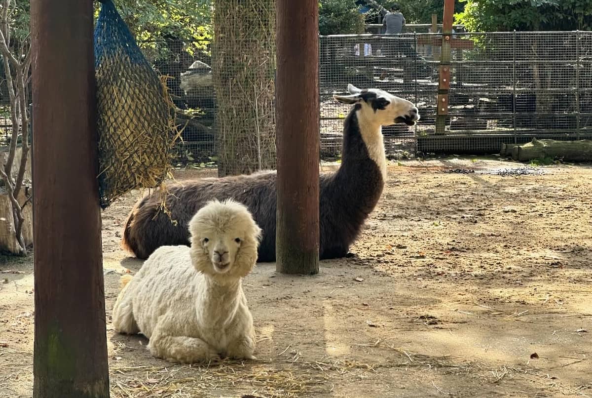 Heidelberg Zoo