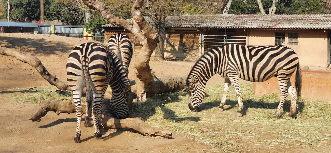 Heidelberg Zoo