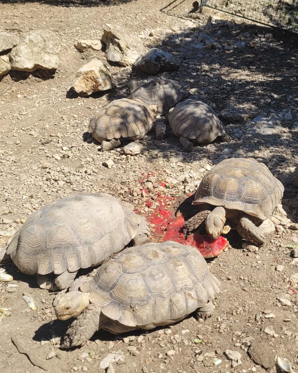 La Barben Zoo
