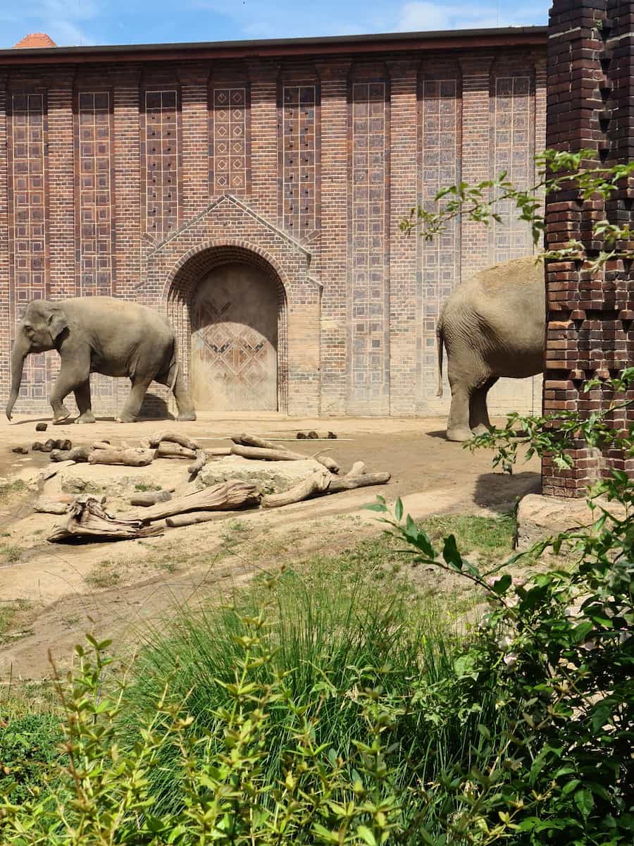 Leipzig Zoo, Elephants Leipzig Zoo, Elephants
