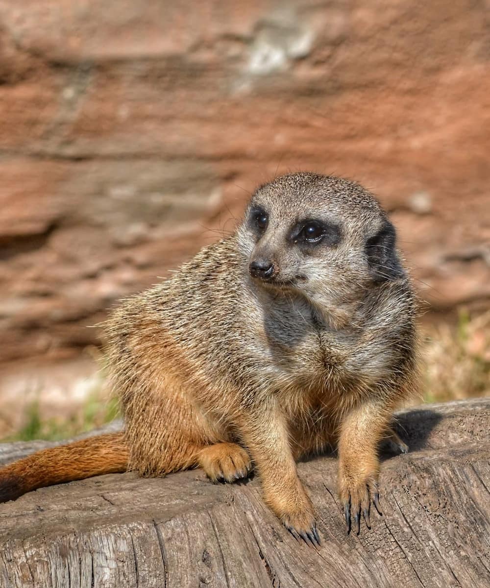 Leipzig Zoo, Meerkats Leipzig Zoo, Meerkats