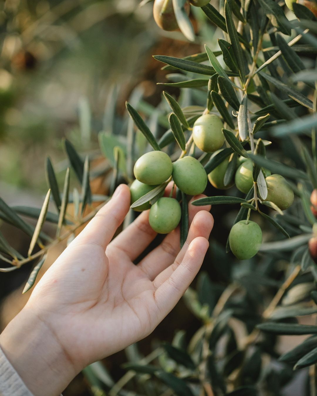Olive Oil Festival