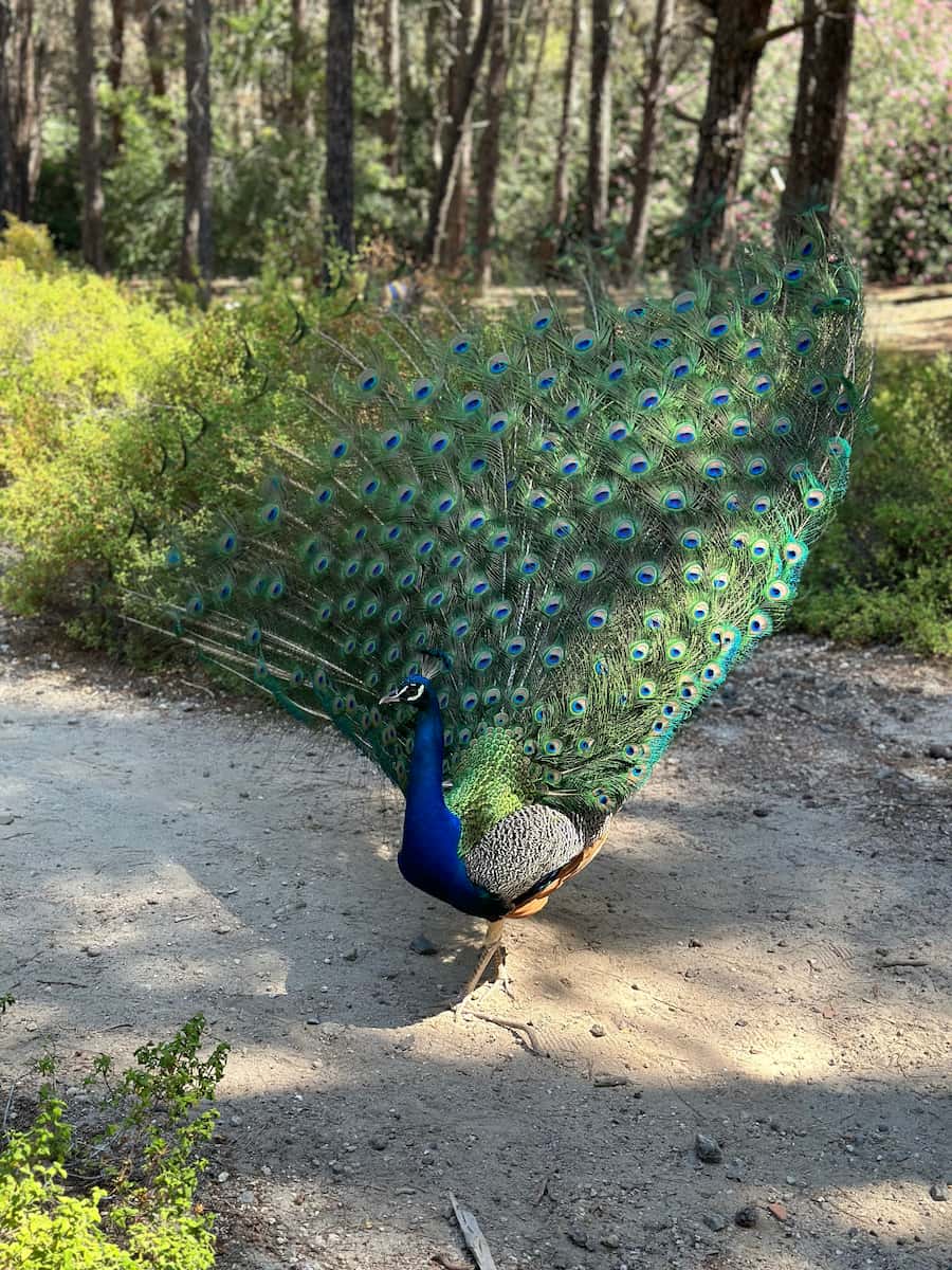 Plaka Forest Kos