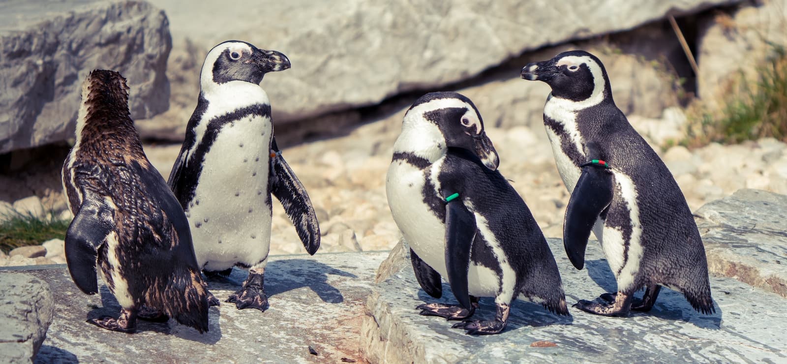 Salzburg Zoo
