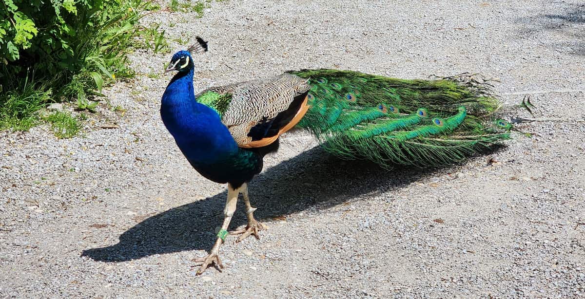 Salzburg Zoo