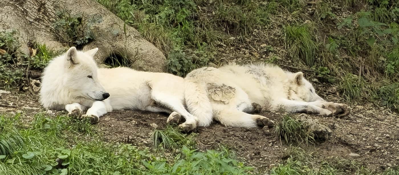 Salzburg Zoo