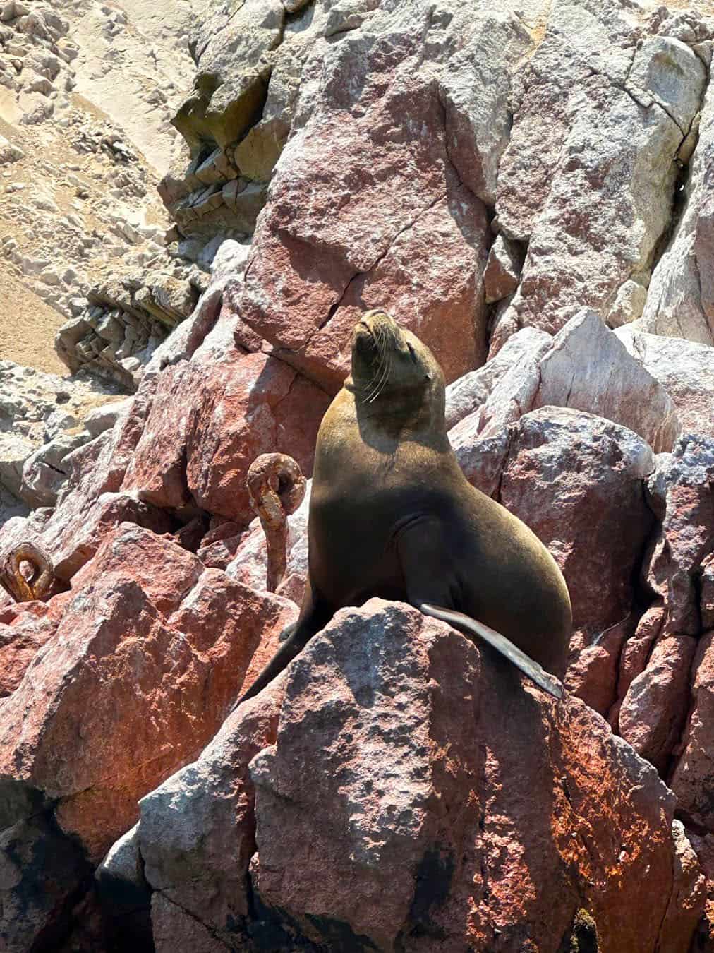 Ballestas Islands, Lima Ballestas Islands, Lima