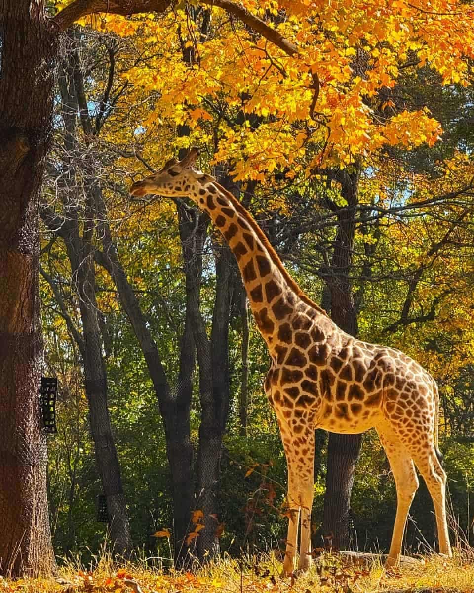 Bronx Zoo, NYC