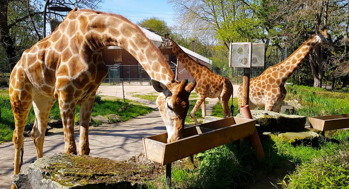 Dortmund Zoo Dortmund Zoo