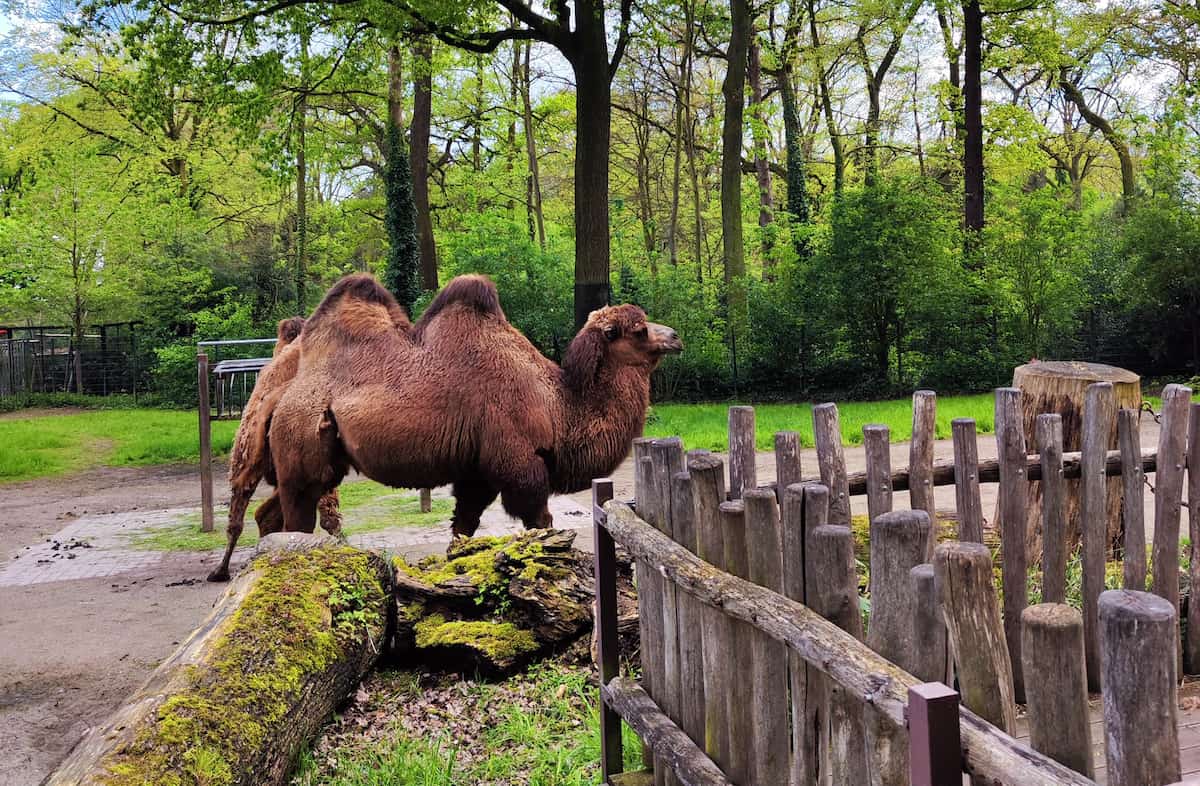Dortmund Zoo Dortmund Zoo