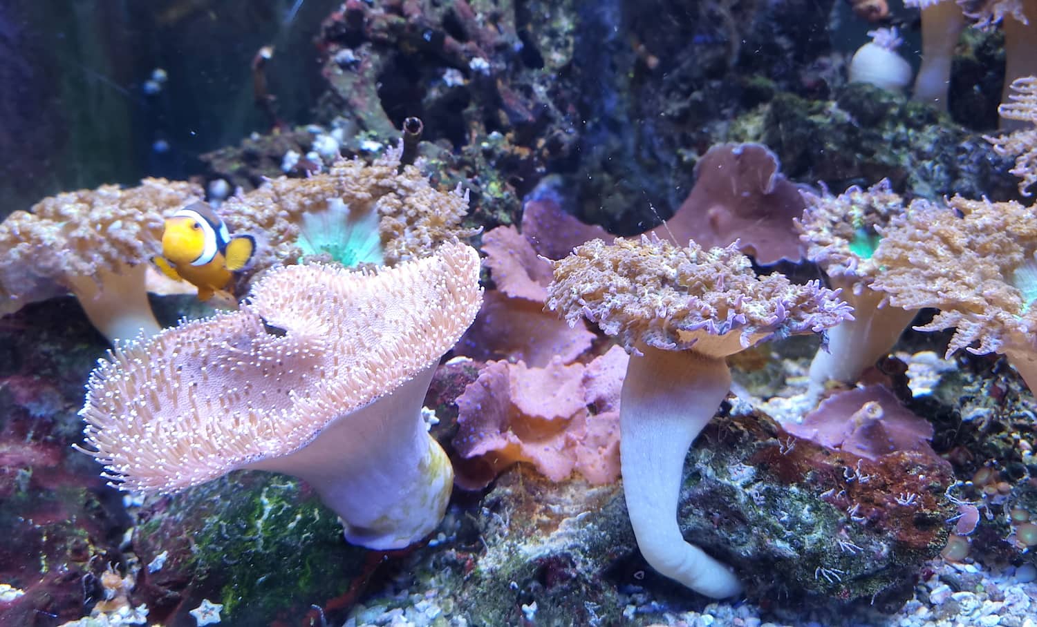 SEA LIFE