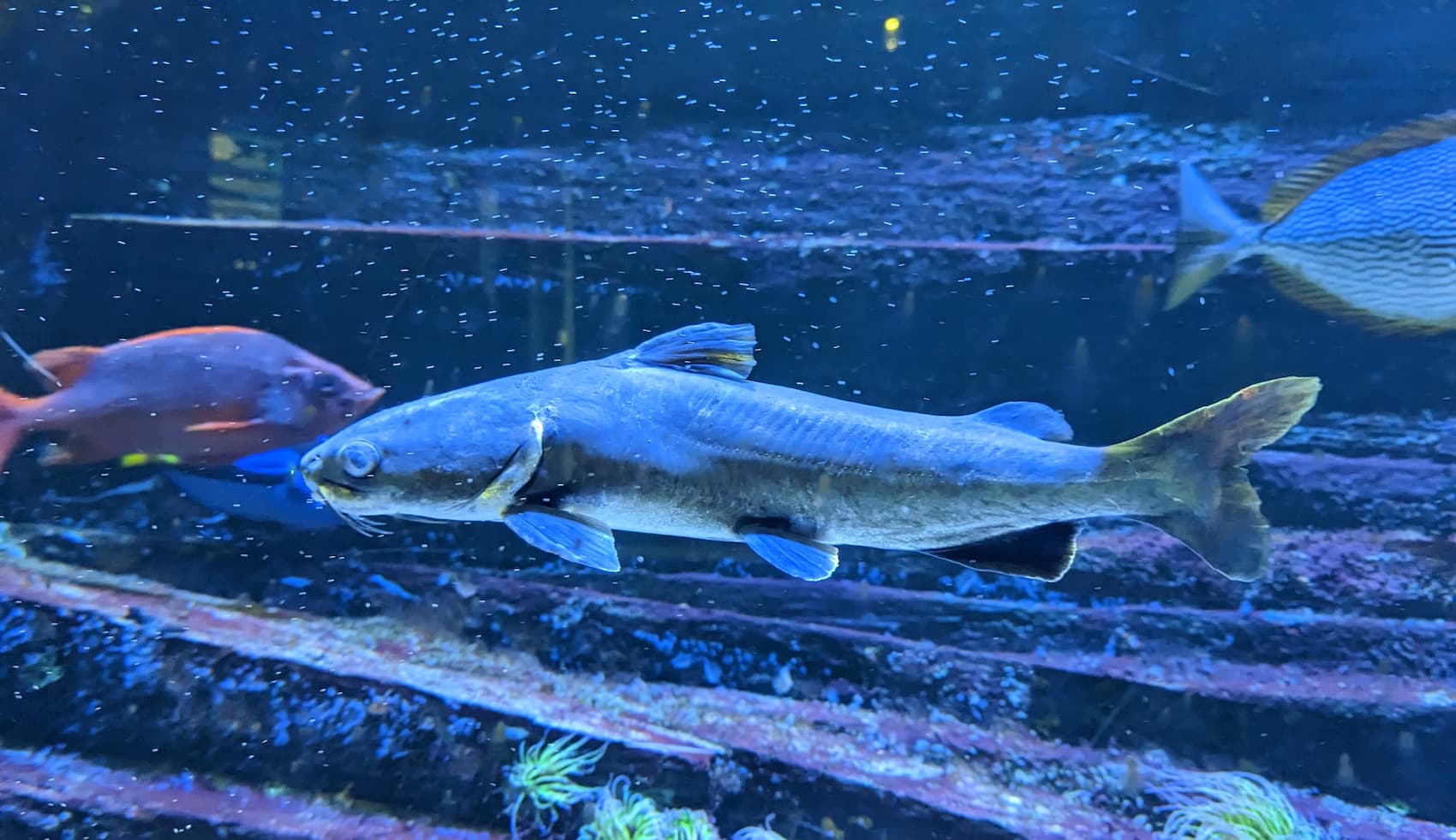 Aquarium Geomar