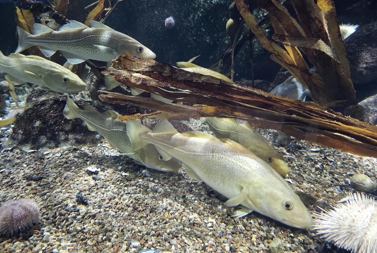 Aquarium Geomar