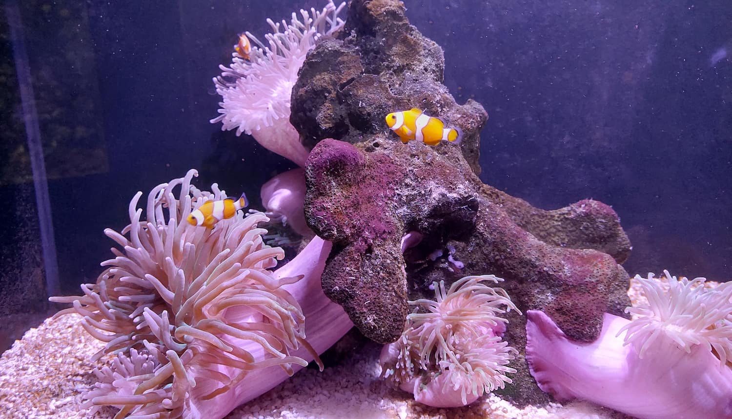 Aquarium Geomar