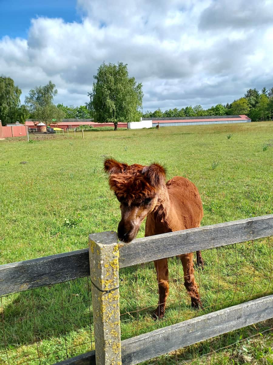Dyrenes Verden Filskov Mini Zoo Billund