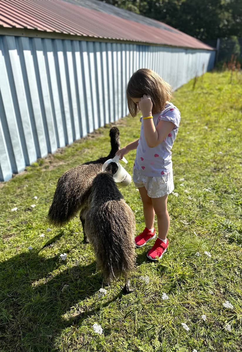 Dyrenes Verden Filskov Mini Zoo Billund
