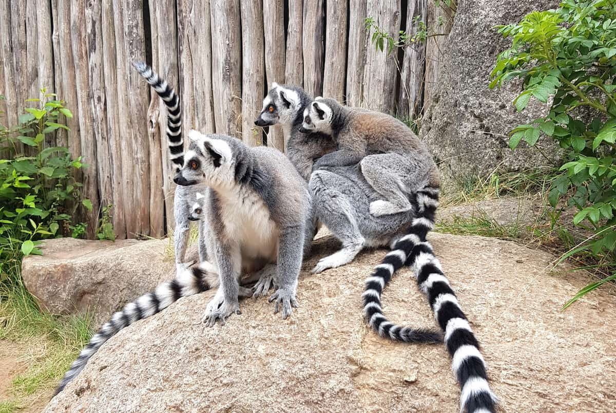 Givskud Zoo