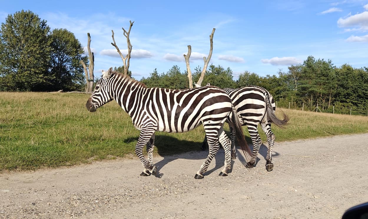 Givskud Zoo