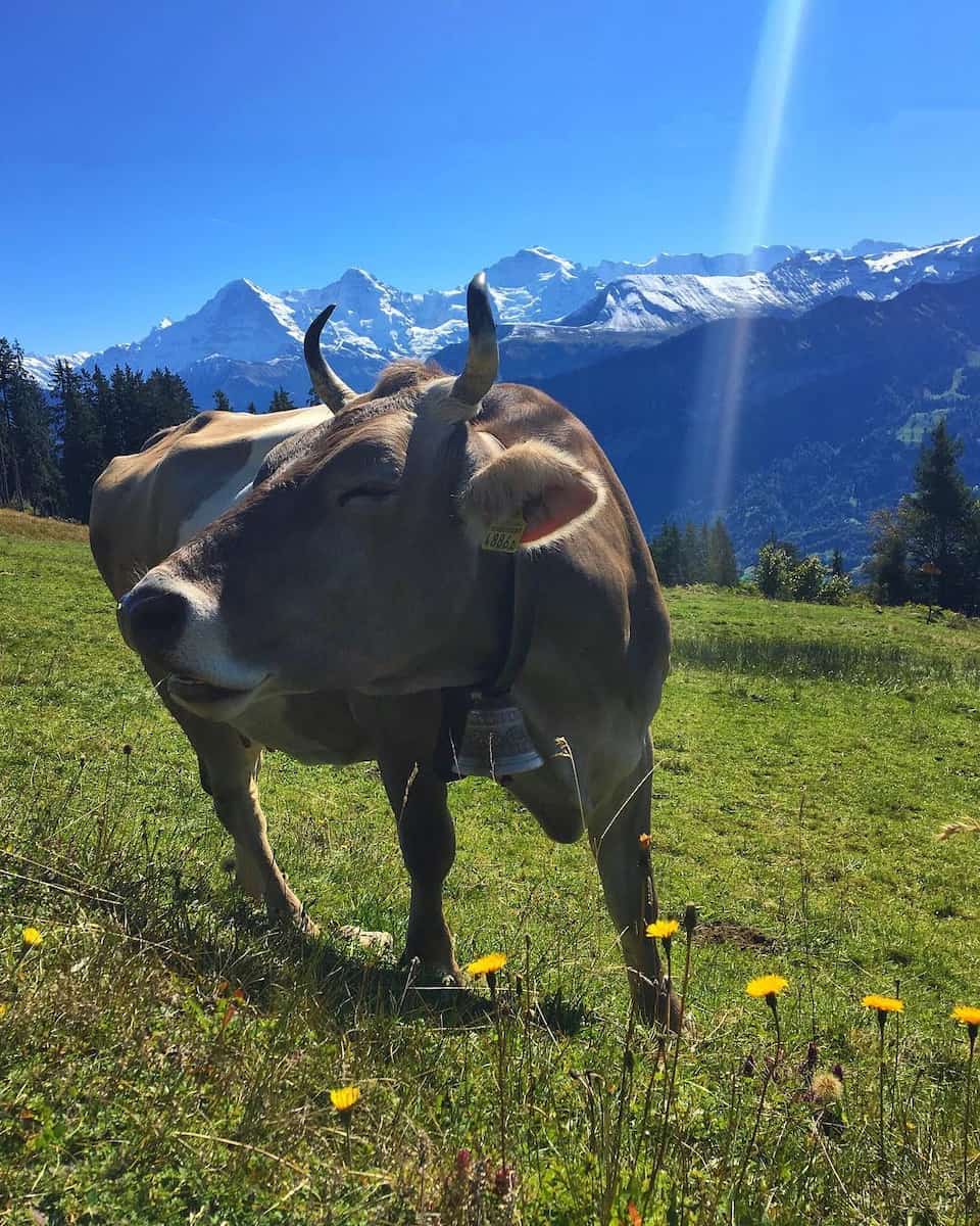 Niederhorn Mountain