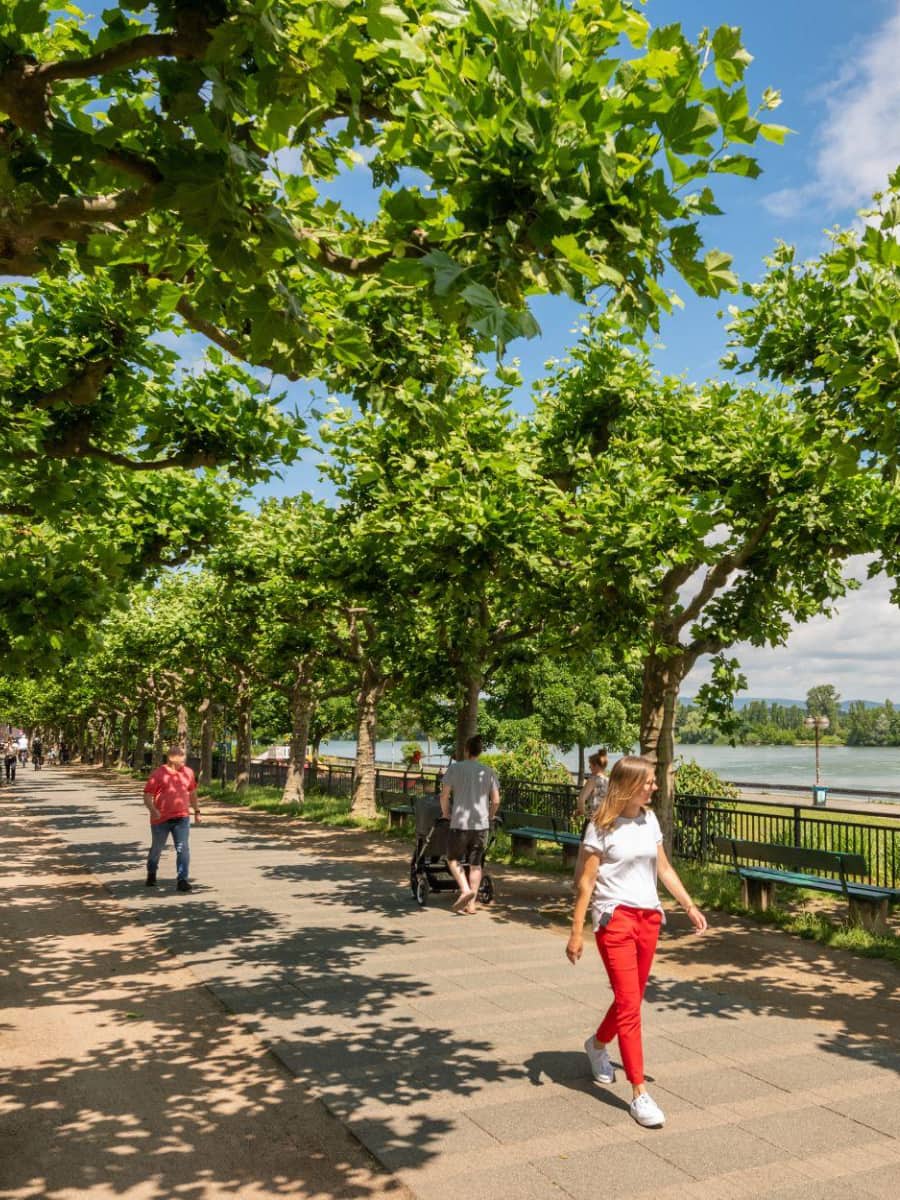 Rhine Promenade, Mainz