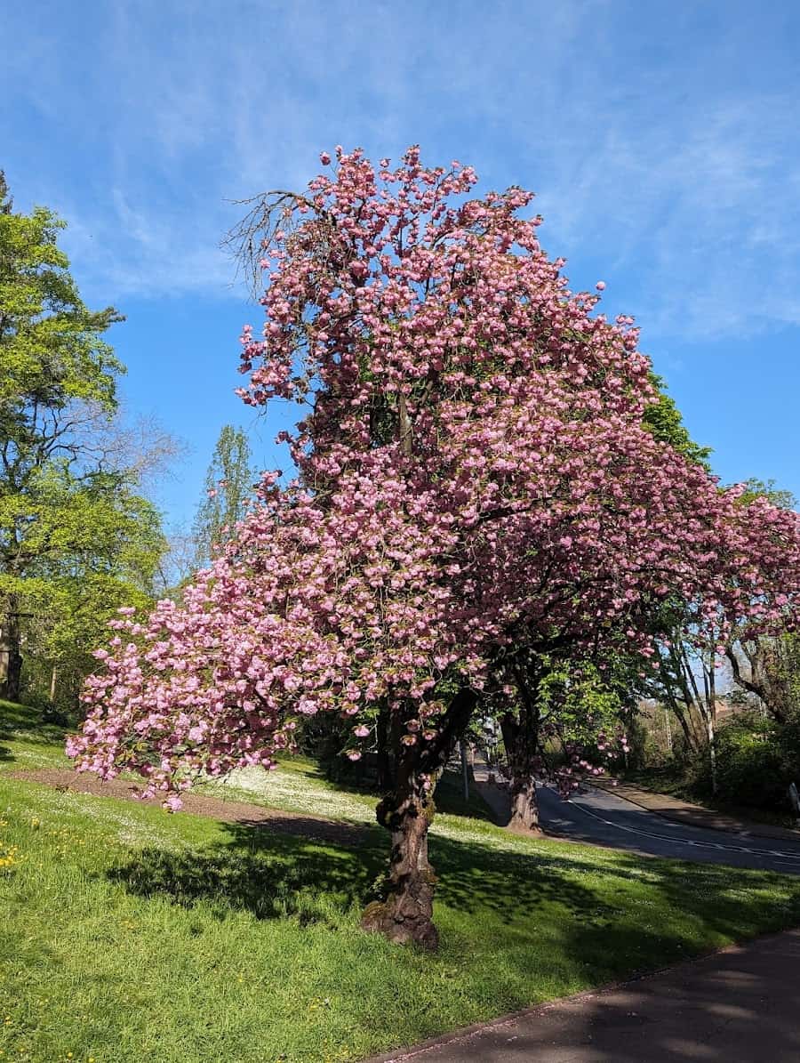 Stadtpark, Mainz