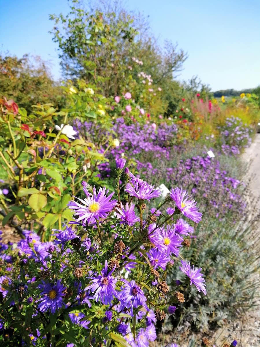 Botanical Garden, Ulm