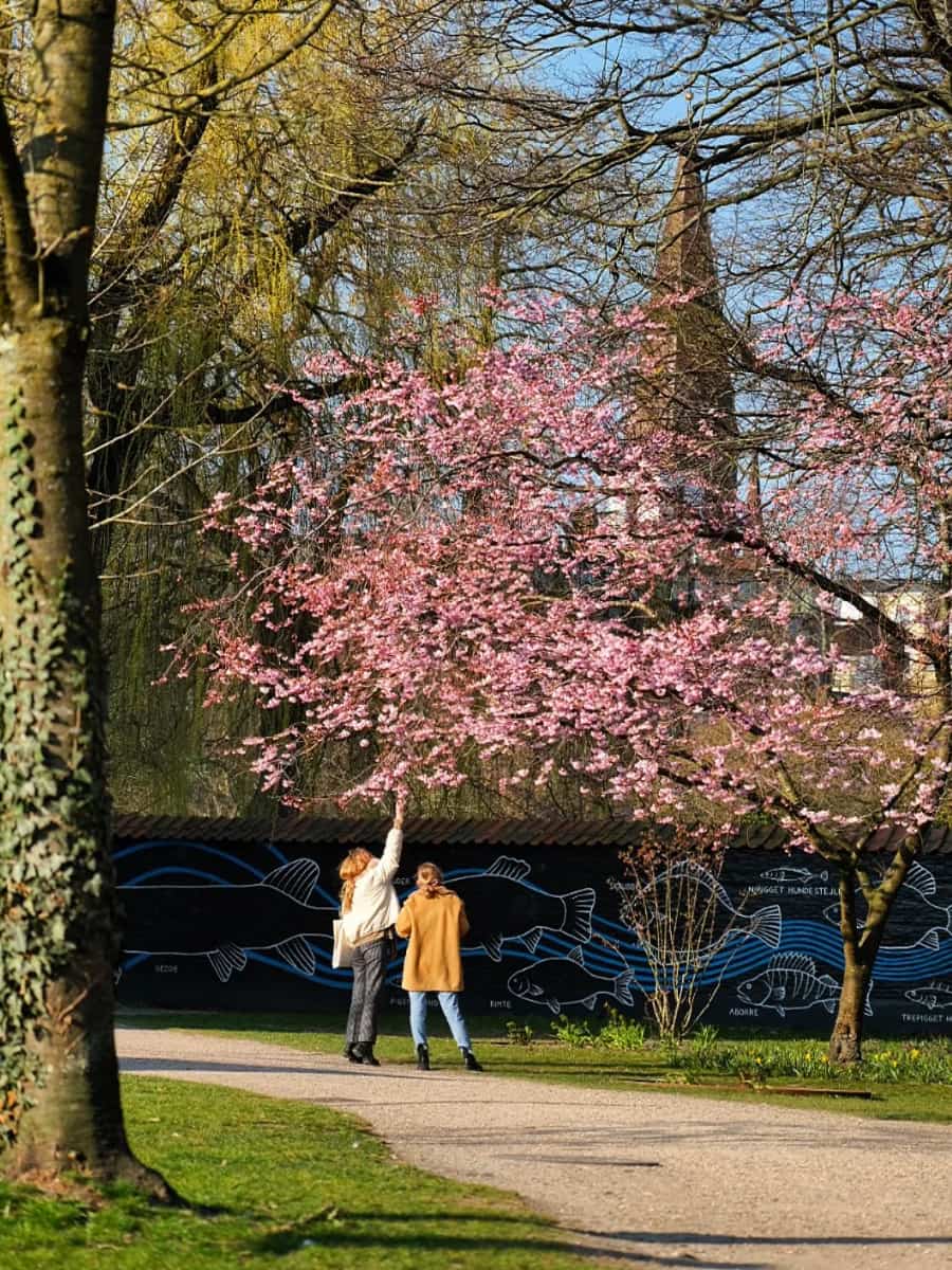Cherry Blossoms in Odense Cherry Blossoms in Odense