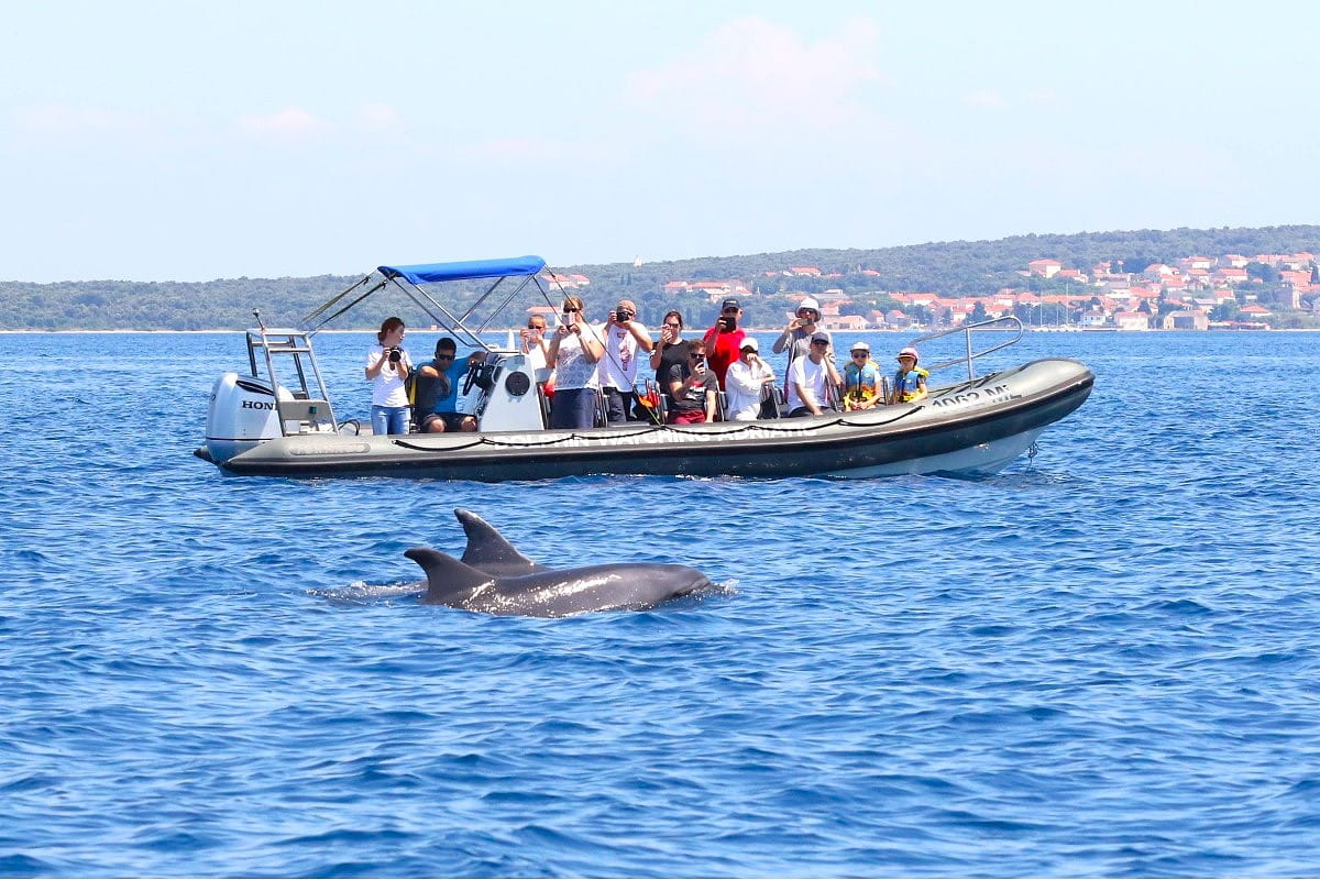 Dolphin Watching Tours, Makarska