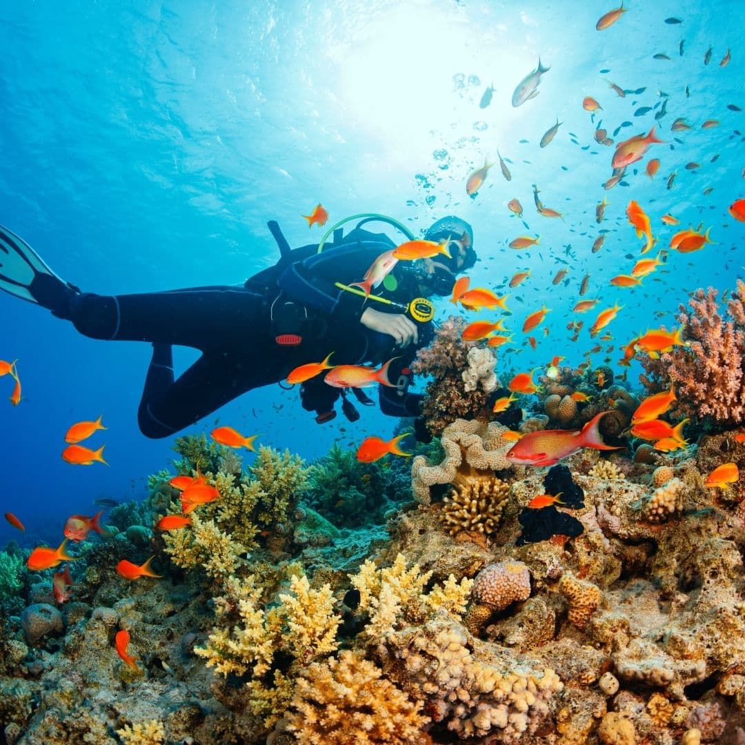 Interactive Marine Life Tours Sa Coma