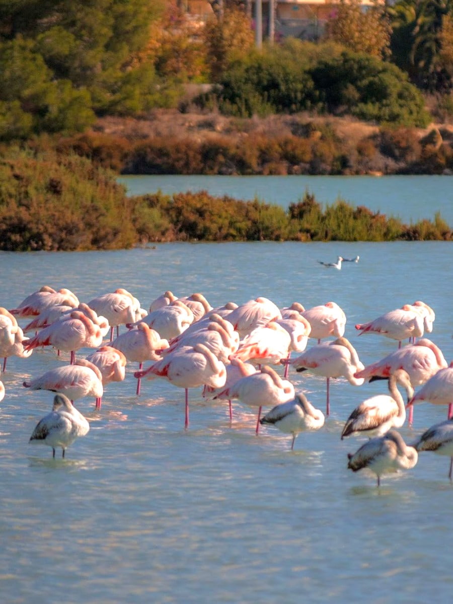 Las Salinas, Calpe