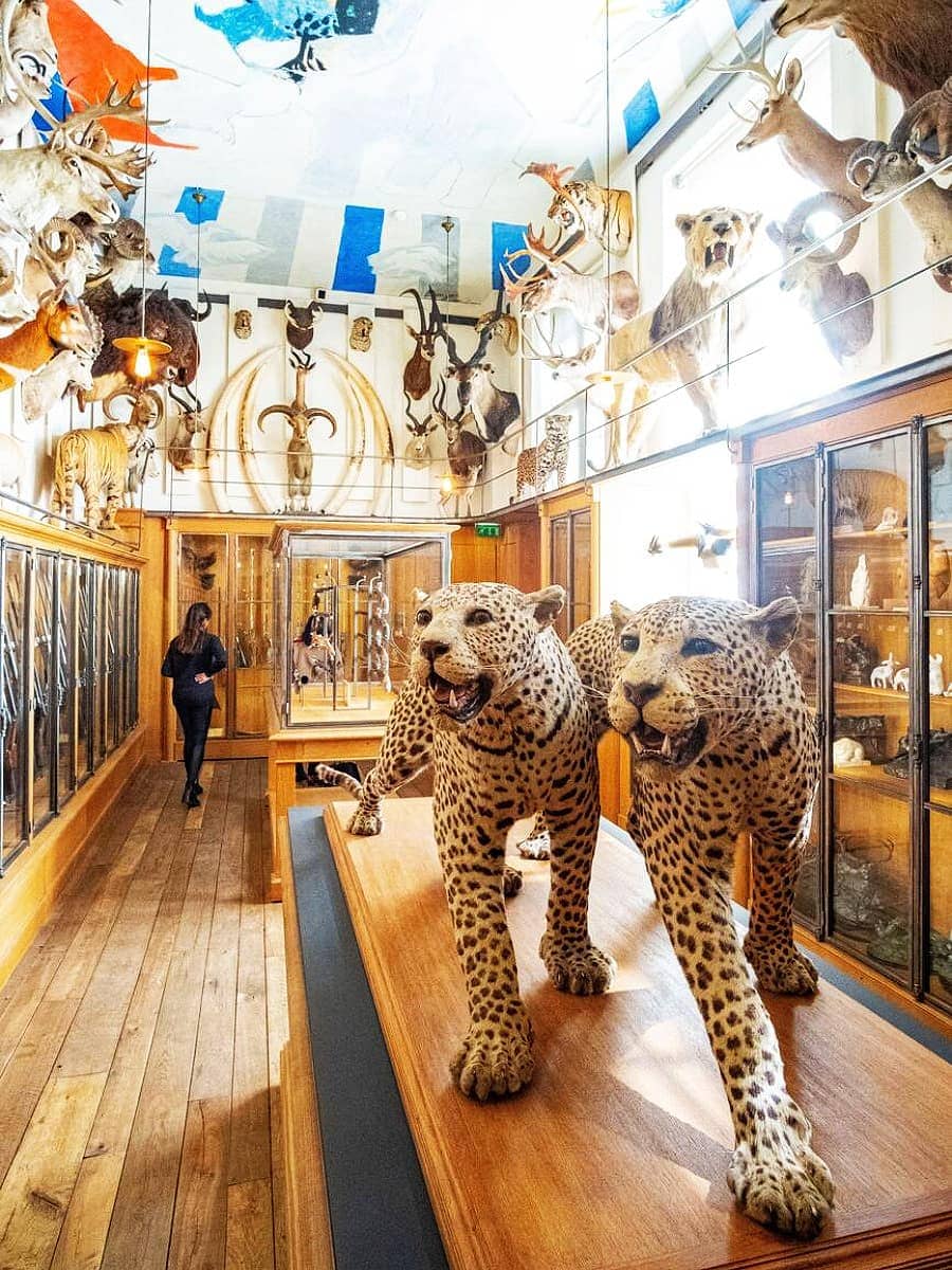 Inside of Museum of Hunting and Nature, Le Marais