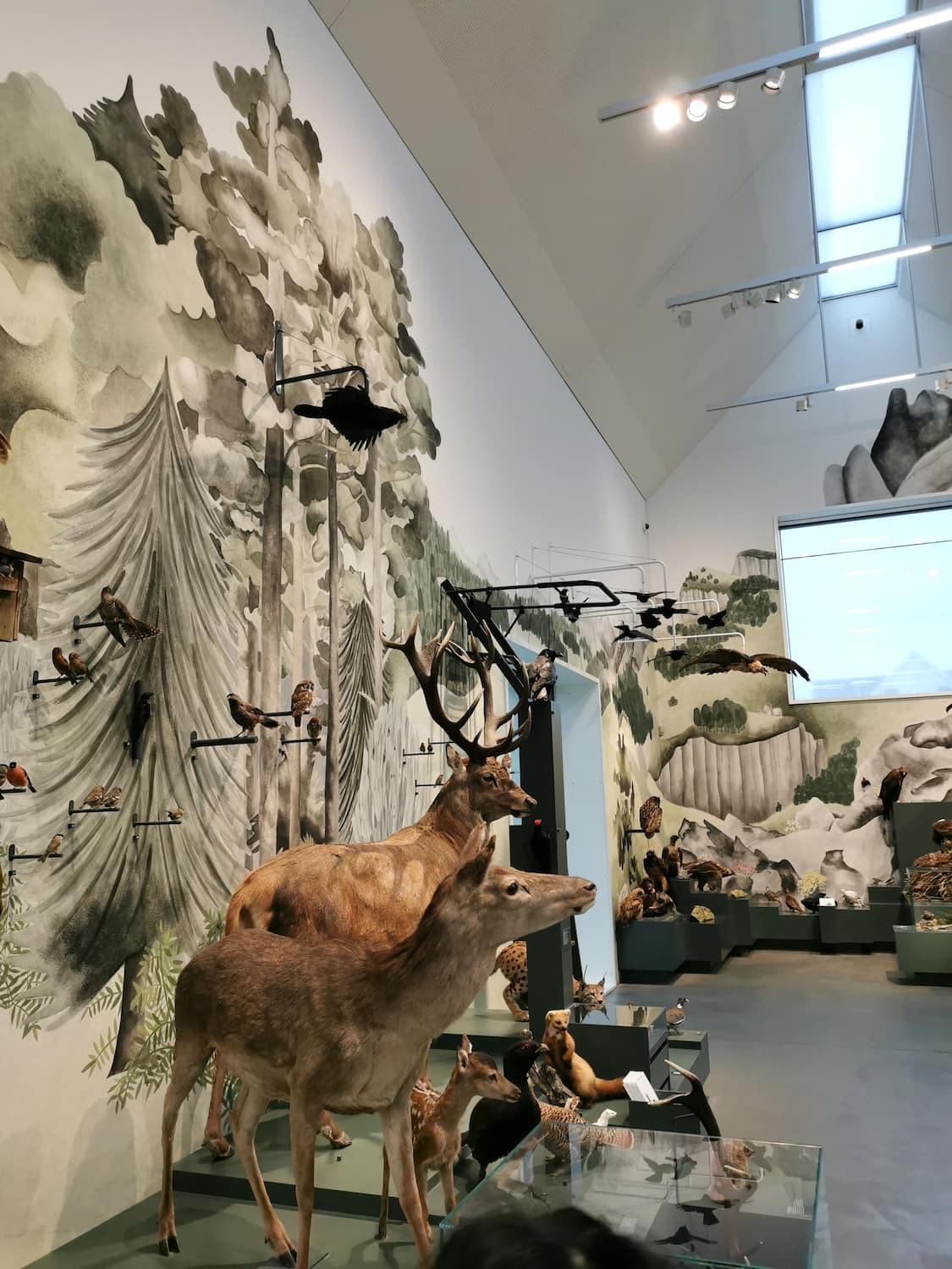 Natural History Museum St Gallen