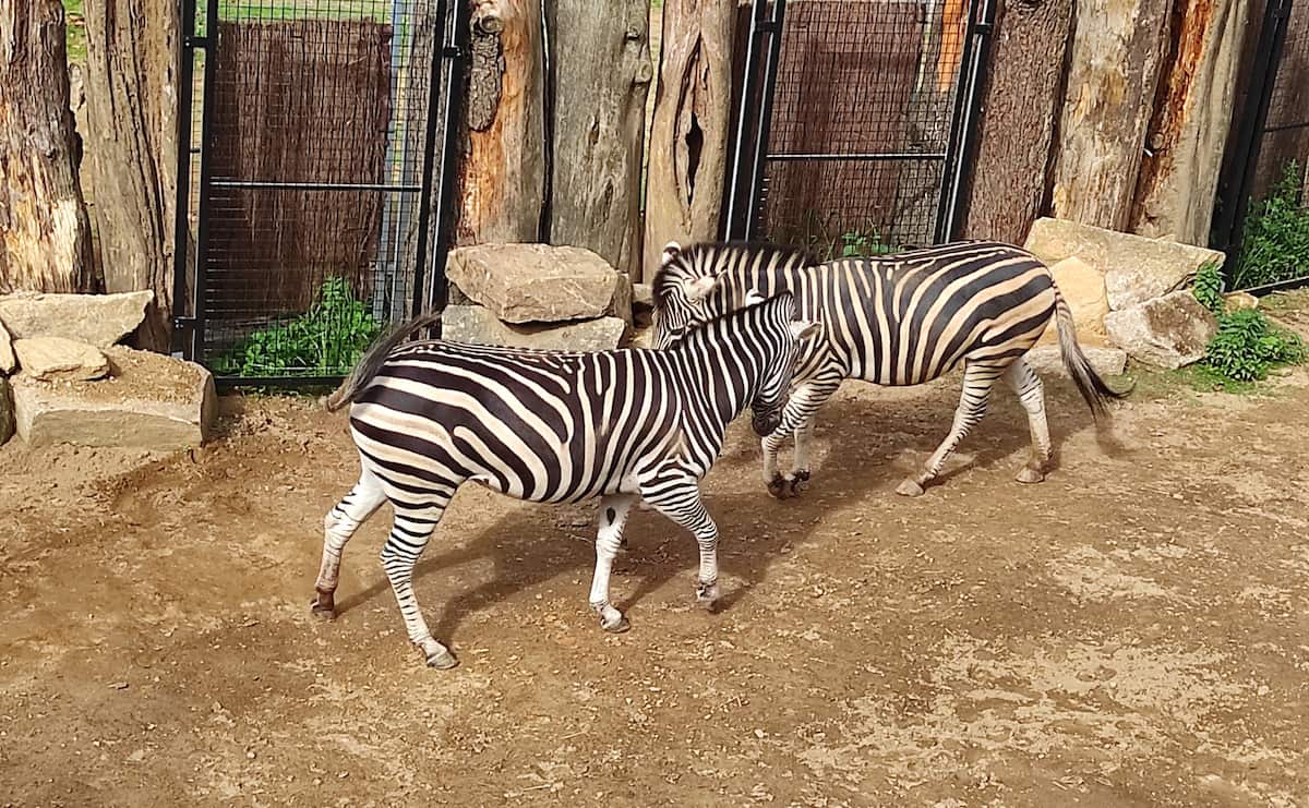 Vigo Zoo