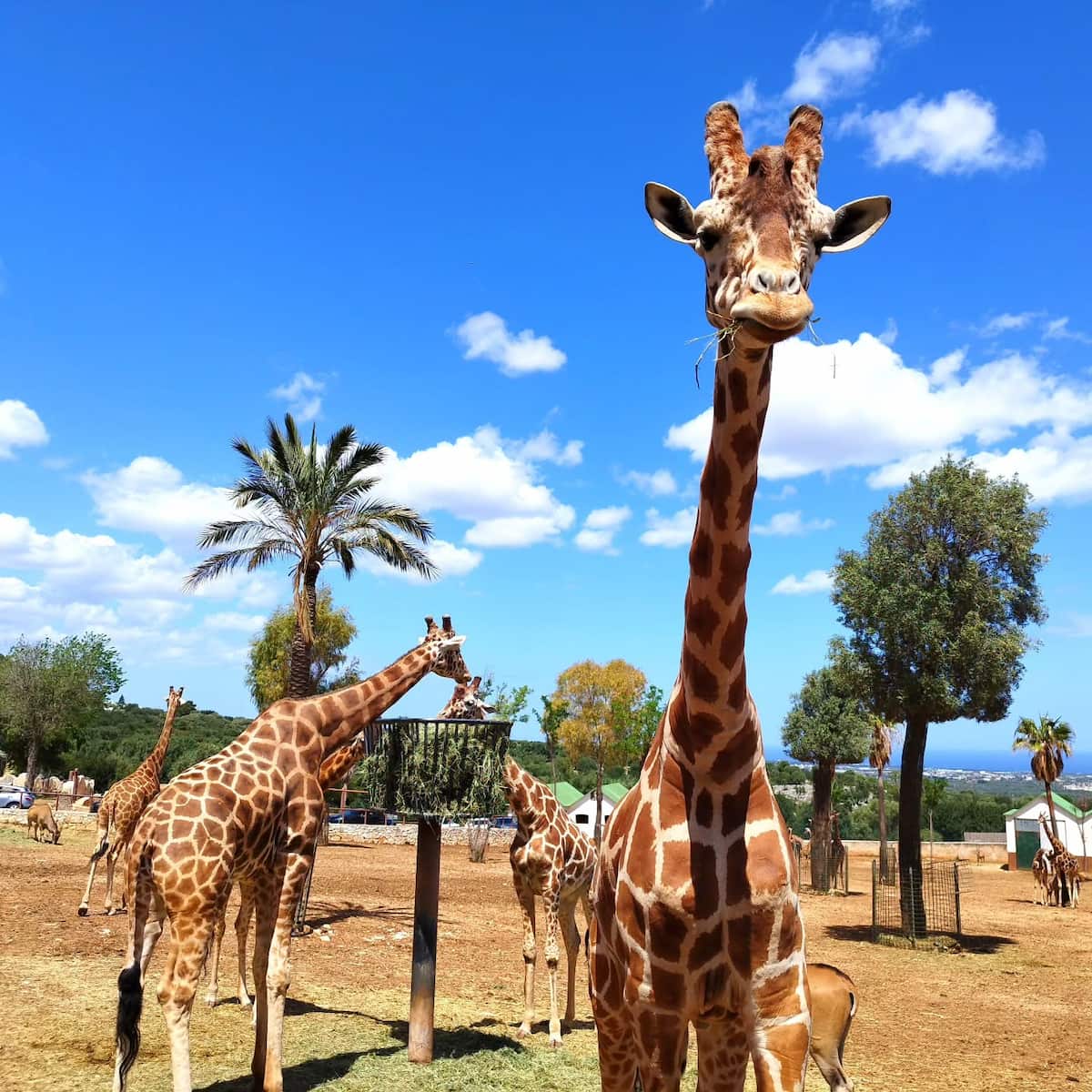 Zoosafari in Fasano