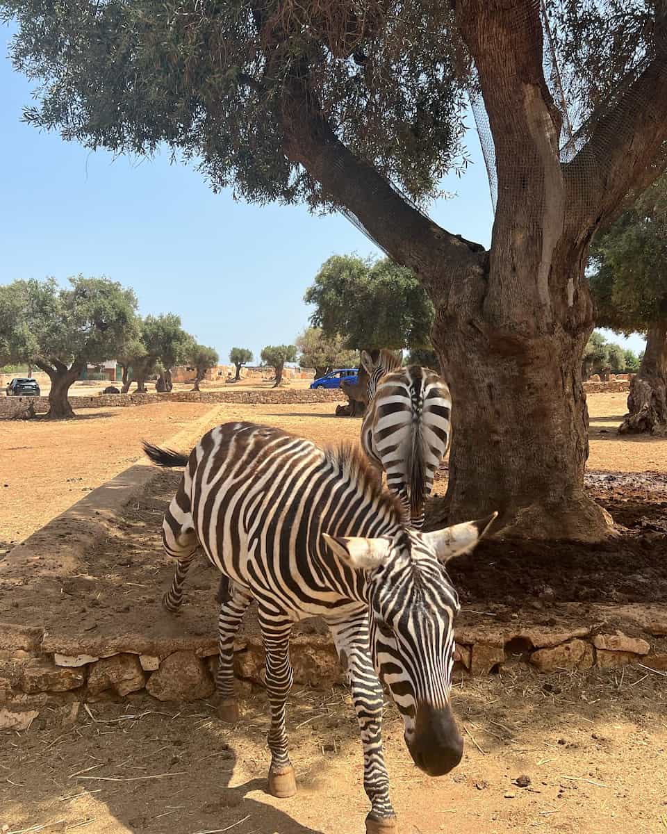Zoosafari in Fasano